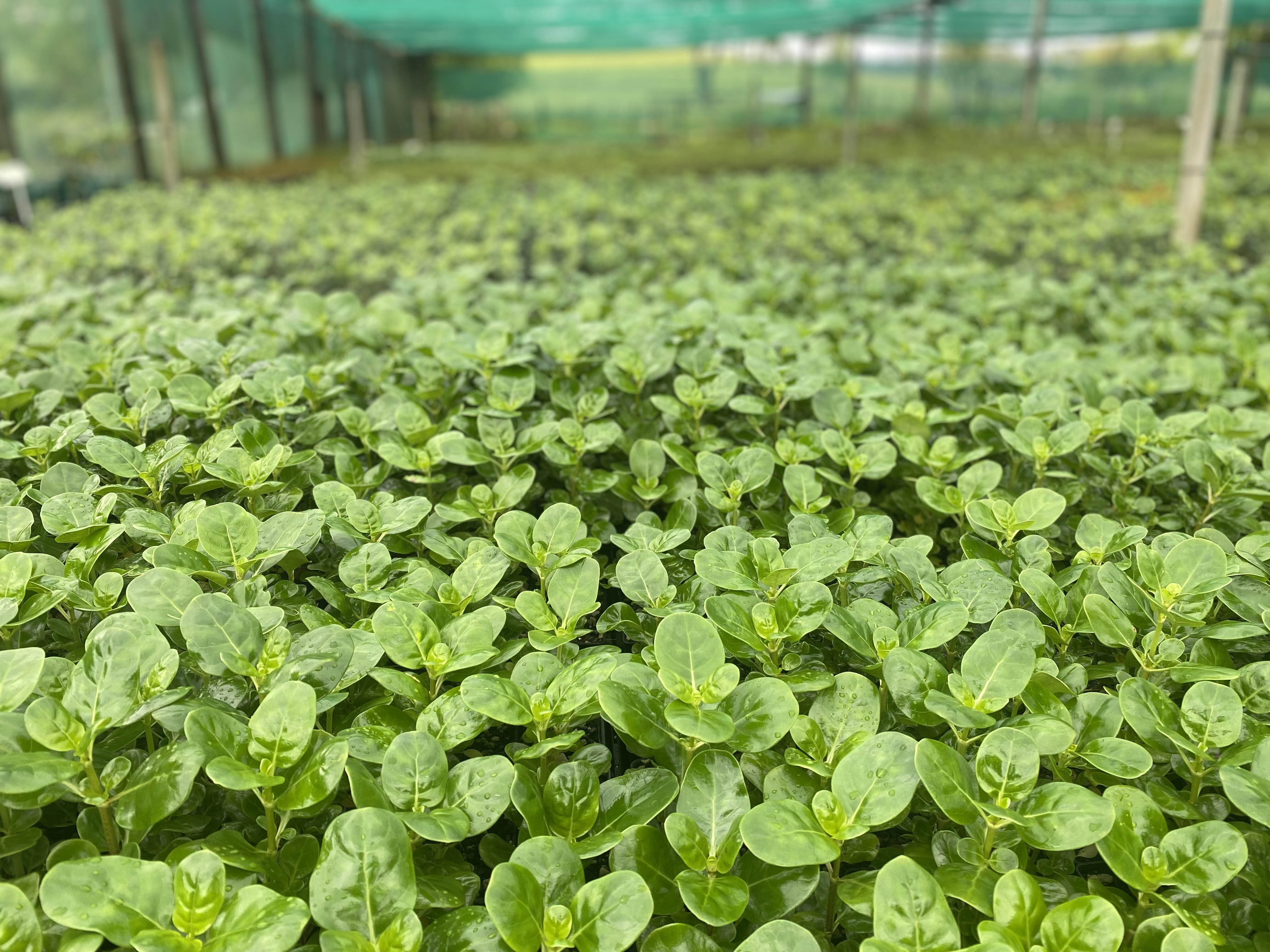 About Us Kerikeri Plant Production